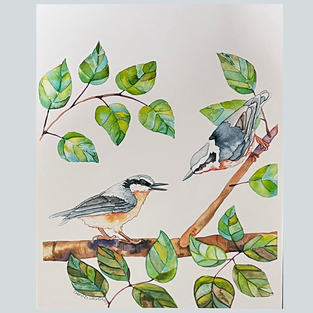 CL $40 Nuthatch Love